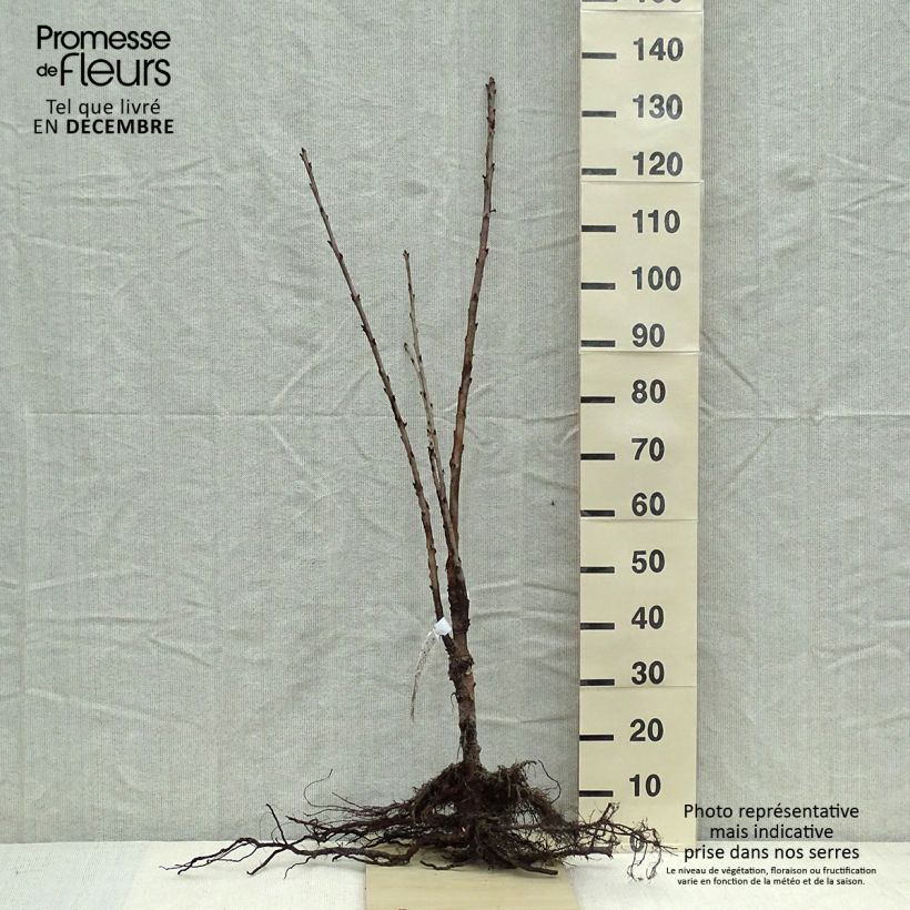Exemplaar van Zoete kers Schneiders Späte Knorpelkirsche Naakte wortel, Hoogstam zoals geleverd in de winter