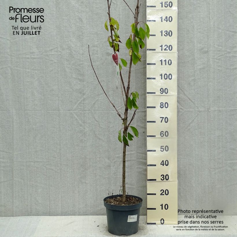Exemplaar van Zoete kers Schneiders Späte Knorpelkirsche Pot van 7,5 l/10 l, Kelkvormig zoals geleverd in de zomer