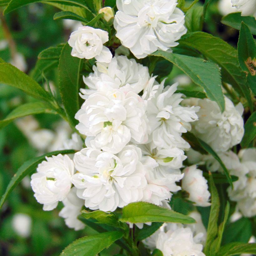 Prunus glandulosa Alba Plena - Witte amandel (Bloei)