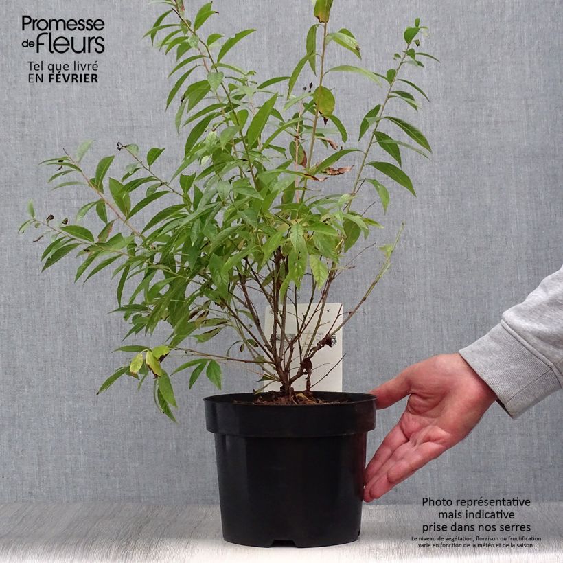 Exemplaar van Prunus glandulosa Alba Plena - Witte amandel Pot van 2 l/3 l zoals geleverd in de herfst