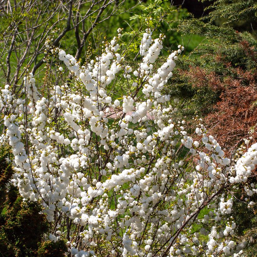 Prunus glandulosa Alba Plena - Witte amandel (Groeiplaats)
