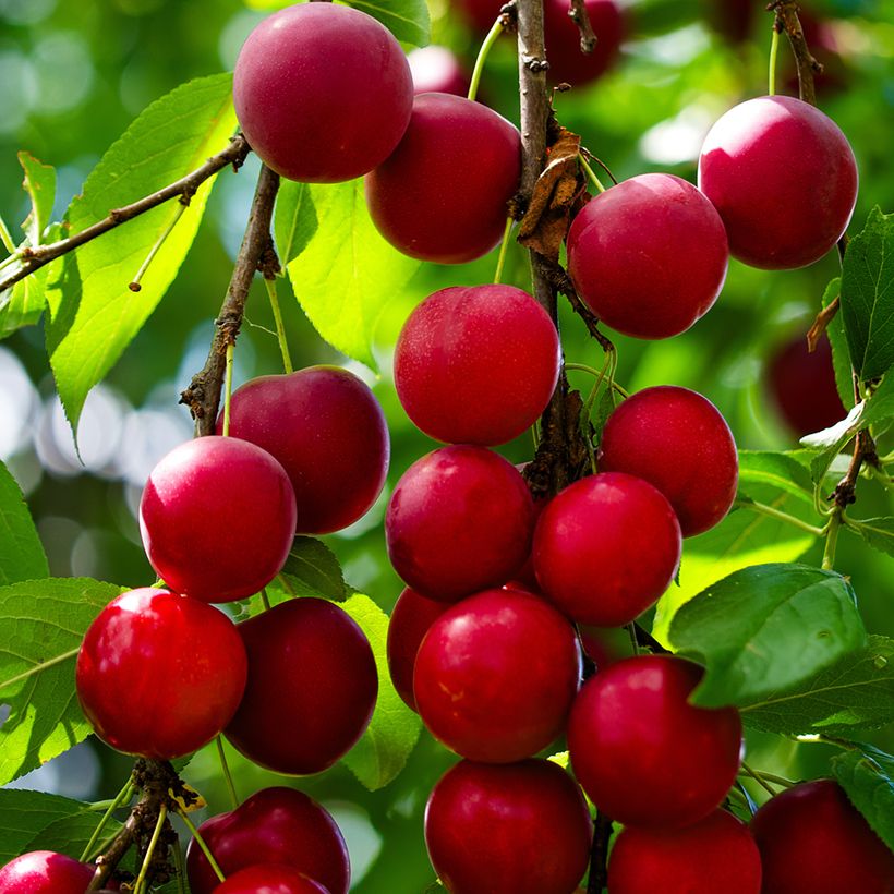 Prunus cerasifera - Kerspruim (Oogst)