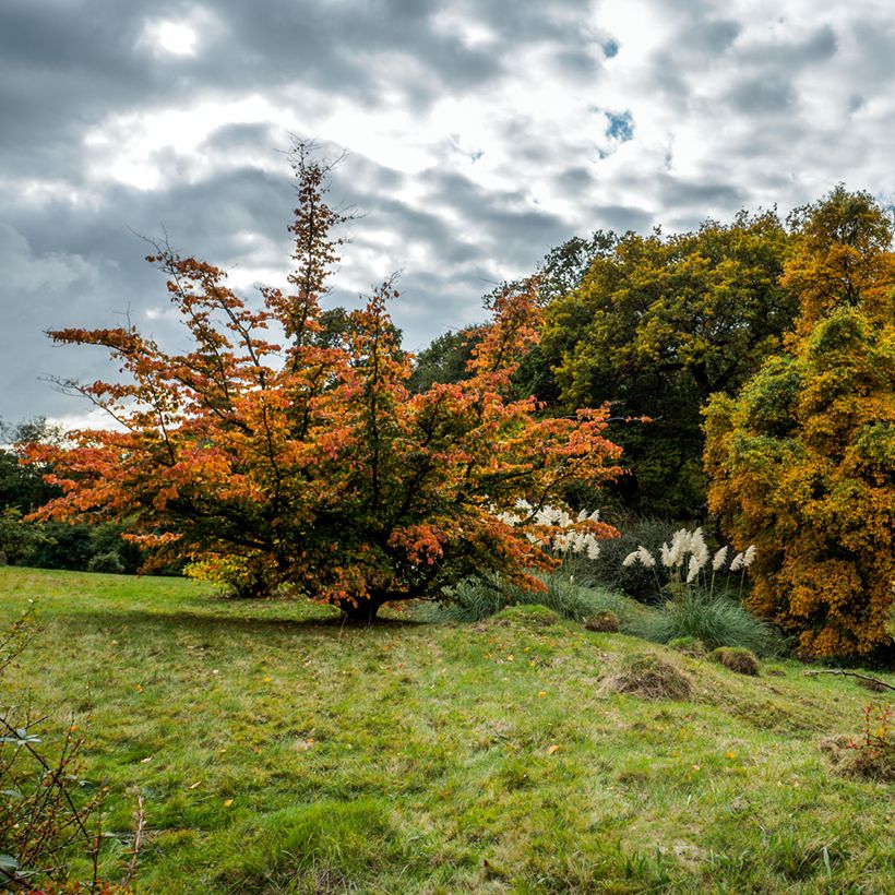 Prunus Pandora - Winterbloeiende kers (Groeiplaats)