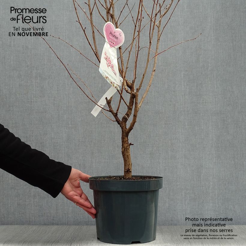 Exemplaar van Prunus kurilensis Ruby - Sierkers Pot van 7,5 l/10 l zoals geleverd in de herfst