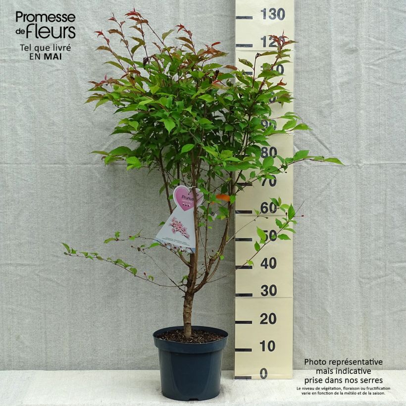 Exemplaar van Prunus kurilensis Ruby - Sierkers Pot van 7,5 l/10 l zoals geleverd in de lente