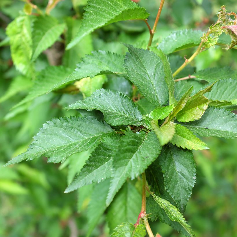 Prunus kurilensis Ruby - Sierkers (Blad)