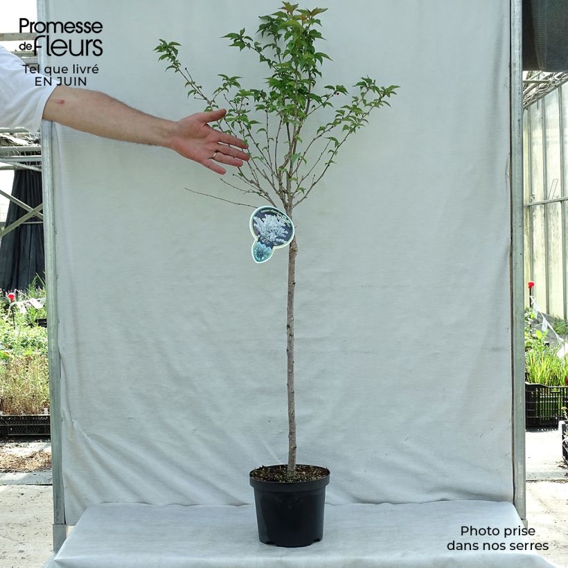 Exemplaar van Prunus nipponica Brillant - Sierkers Pot van 2 l/3 l zoals geleverd in de zomer