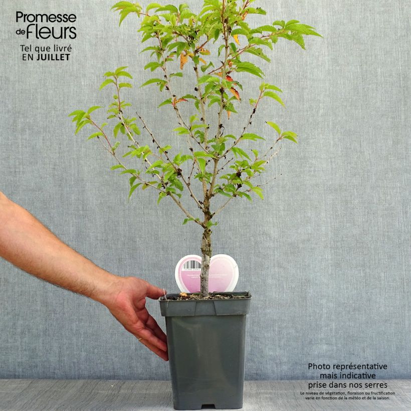 Exemplaar van Prunus nipponica Brillant - Sierkers Pot van 4 l/5 l, Stengel zoals geleverd in de zomer