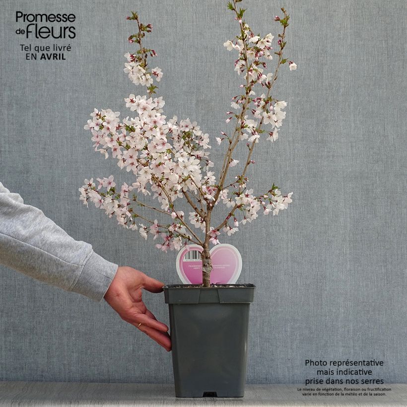 Exemplaar van Prunus nipponica Brillant - Sierkers Pot van 4 l/5 l, Stengel zoals geleverd in de lente