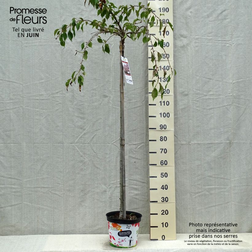 Example of Prunus serrulata Kiku Shidare Zakura - Japanse sierkers Pot van 7,5 l/10 l as you get in printemps