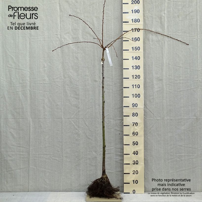 Example of Prunus serrulata Kiku Shidare Zakura - Japanse sierkers Naakte wortel, Half-hoge stam as you get in hiver