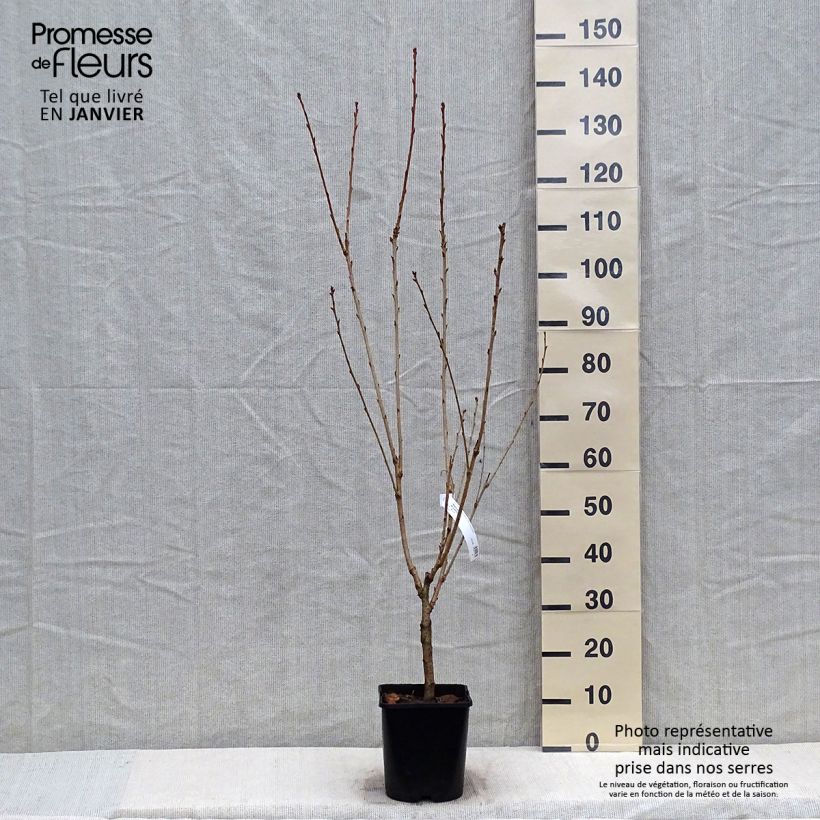 Exemplaar van Prunus serrulata Pink Perfection - Japanse sierkers Pot van 4 l/5 l zoals geleverd in de winter