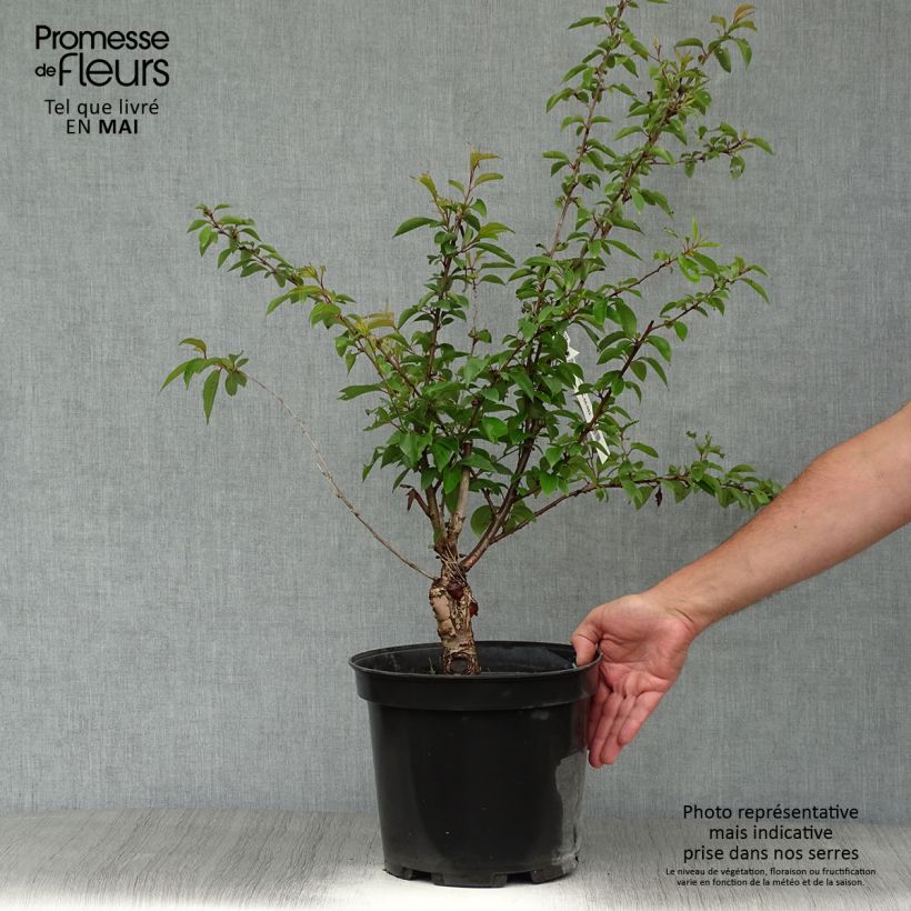 Exemplaar van Prunus subhirtella Fukubana - Winterbloeiende kers Pot van 7,5 l/10 l zoals geleverd in de lente