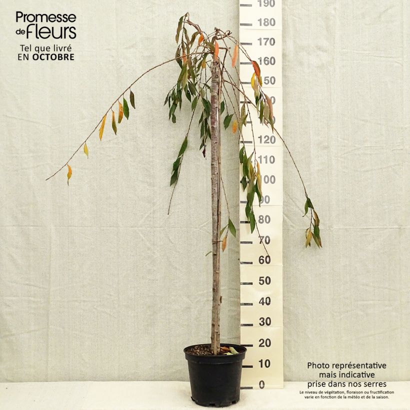 Exemplaar van Prunus subhirtella Pendula Rubra - Winterbloeiende kers Pot van 7,5 l/10 l, Stengel zoals geleverd in de herfst