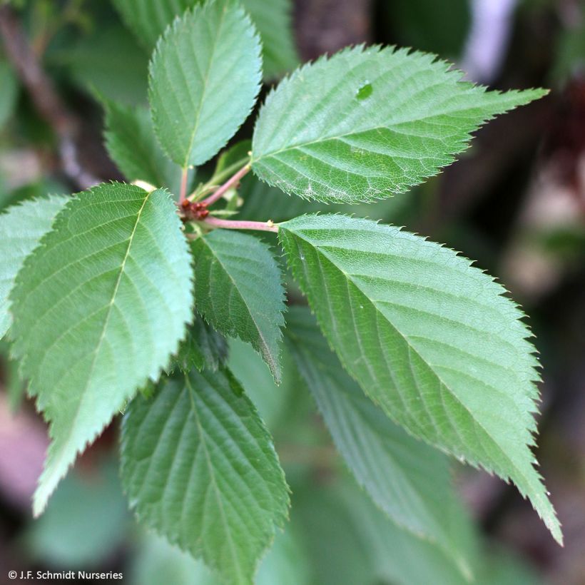 Prunus First Blush - Japanse sierkers (Blad)