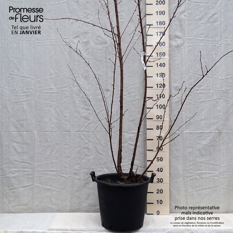 Exemplaar van Prunus yedoensis - Yoshinokers Pot van 50 l/55 l zoals geleverd in de winter