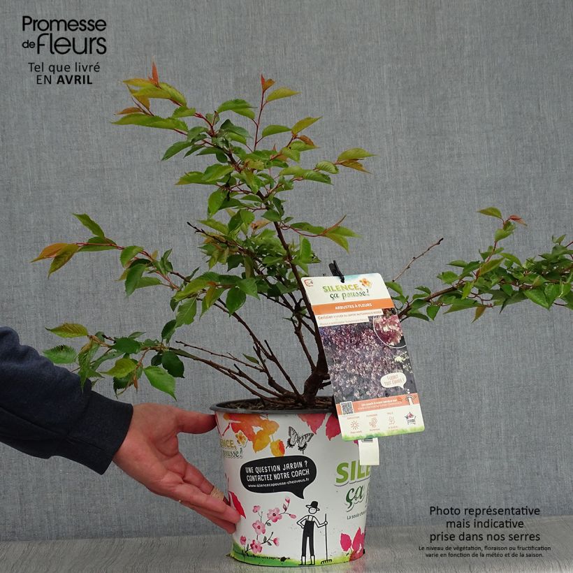 Exemplaar van Prunus subhirtella Autumnalis Rosea - Winterbloeiende kers Pot van 4 l/5 l zoals geleverd in de lente