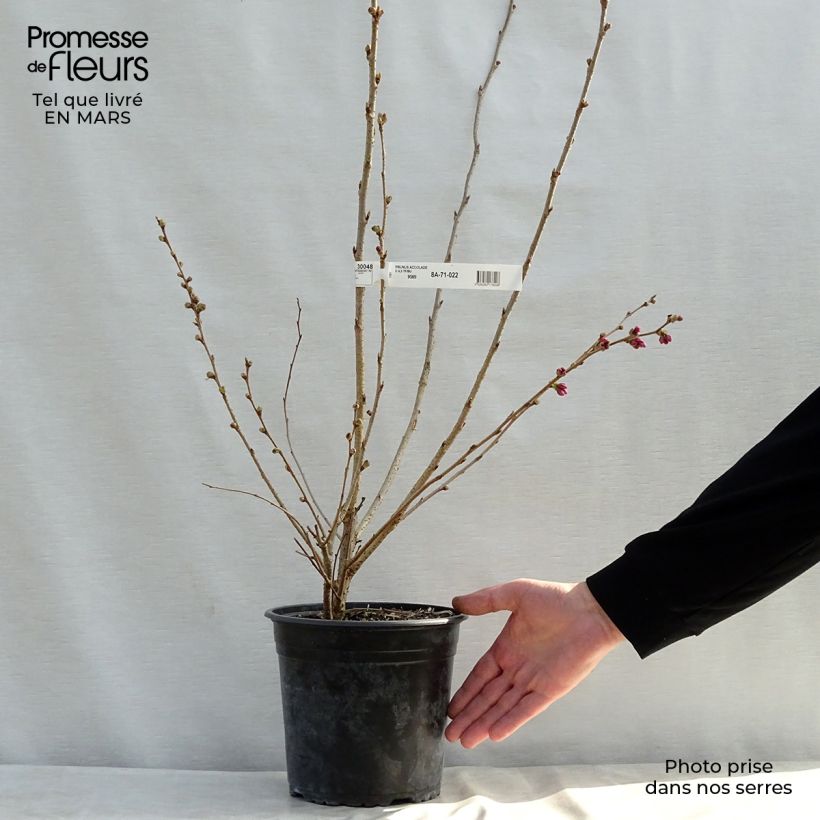 Exemplaar van Prunus Accolade - Japanse sierkers Pot van 4 l/5 l zoals geleverd in de lente