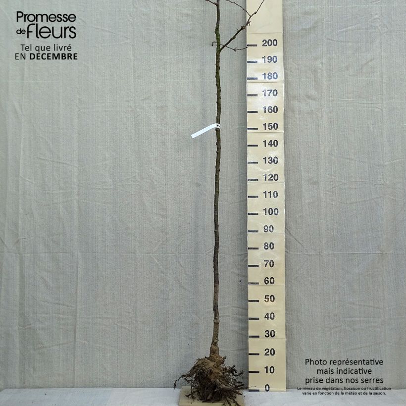 Exemplaar van Prunus Accolade - Japanse sierkers Naakte wortel, Stengel zoals geleverd in de winter