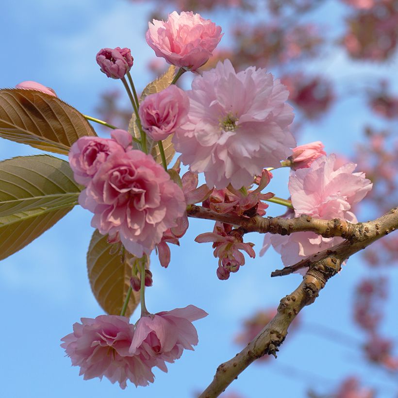 Prunus serrulata Kanzan - Japanse sierkers (Bloei)