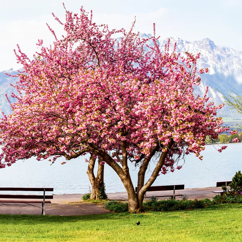 Prunus serrulata Kanzan - Japanse sierkers (Groeiplaats)