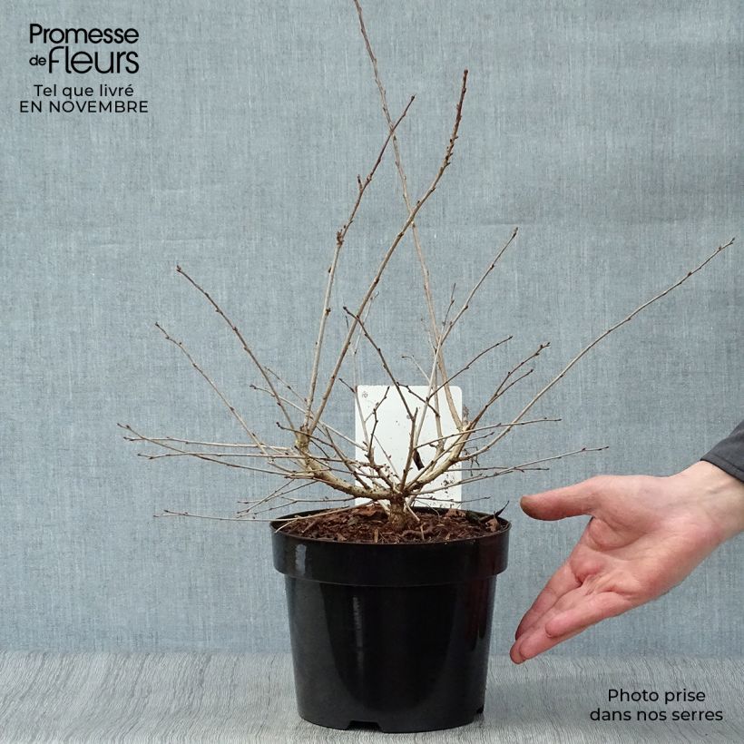 Exemplaar van Prunus incisa Mikinori - Fuji-kers Pot van 3 l/4 l zoals geleverd in de herfst