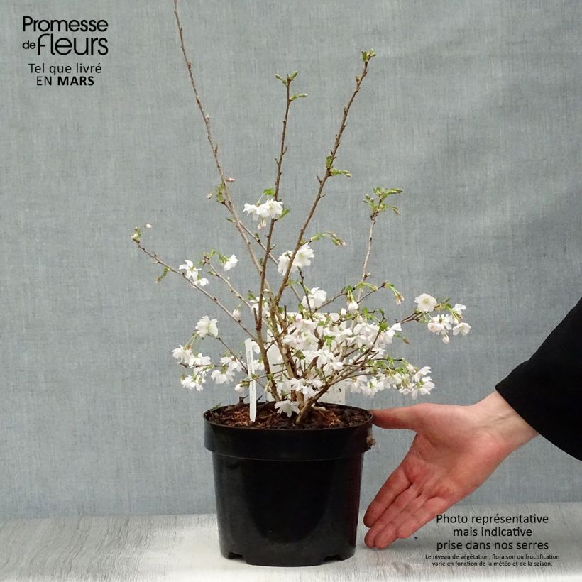Exemplaar van Prunus incisa Mikinori - Fuji-kers Pot van 3 l/4 l zoals geleverd in de lente