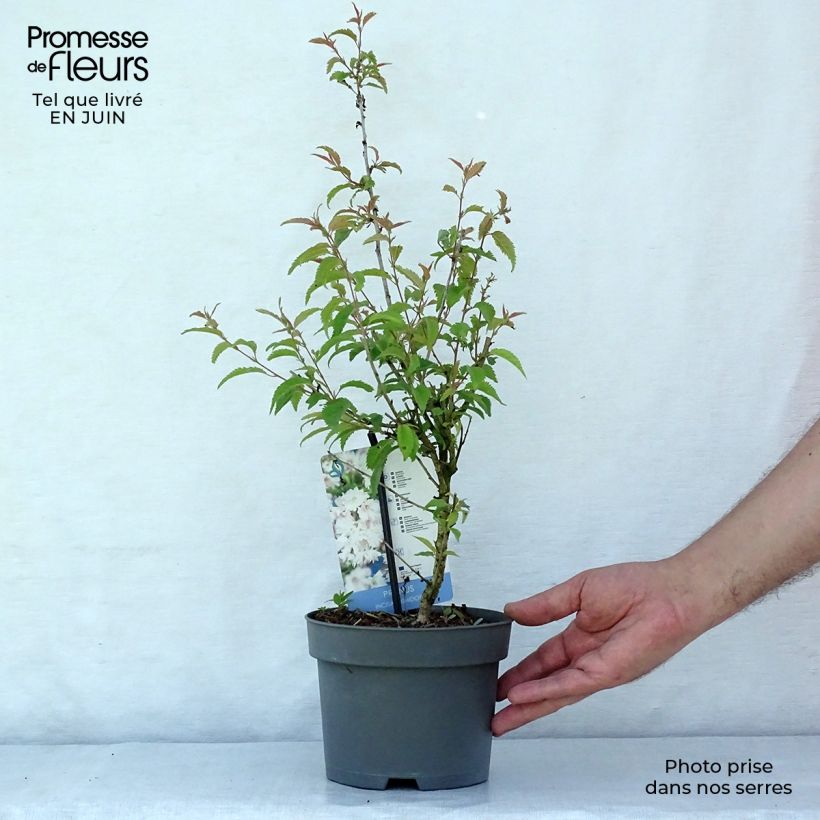 Exemplaar van Prunus incisa Oshidori - Fuji-kers Pot van 2 l/3 l zoals geleverd in de zomer