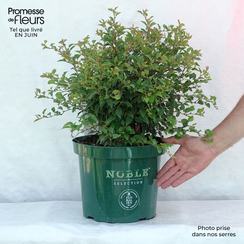 Exemplaar van Prunus incisa Kojo no mai - Fuji-kers Pot van 7,5 l/10 l zoals geleverd in de zomer