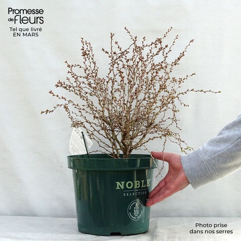 Example of Prunus incisa Kojo no mai - Fuji-kers Pot van 7,5 l/10 l as you get in printemps