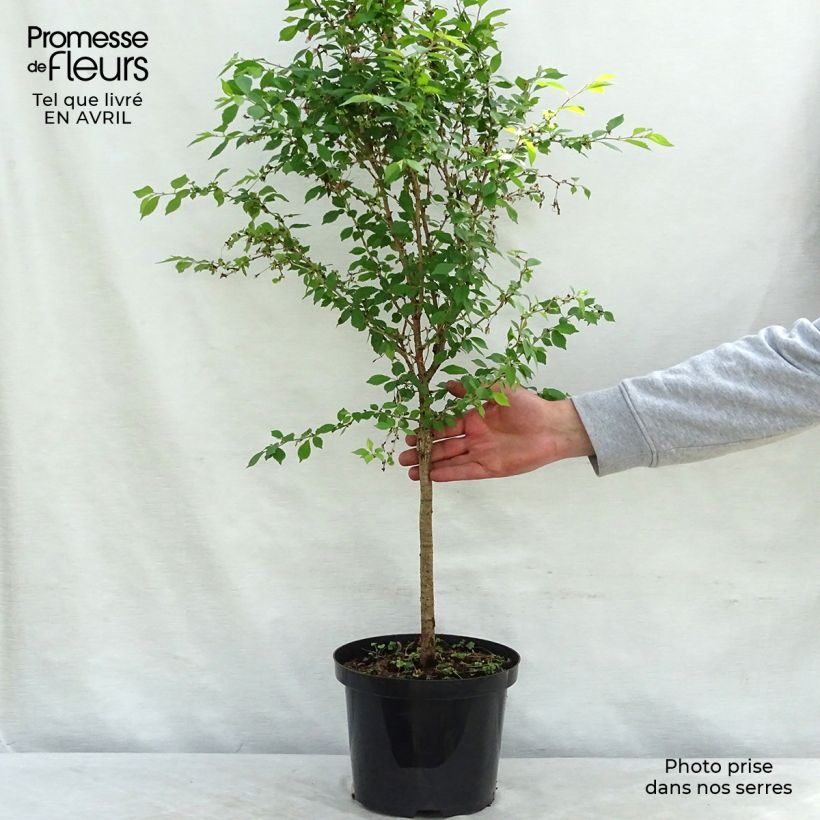 Example of Prunus incisa Kojo no mai - Fuji-kers Pot van 4 l/5 l, Stengel as you get in printemps