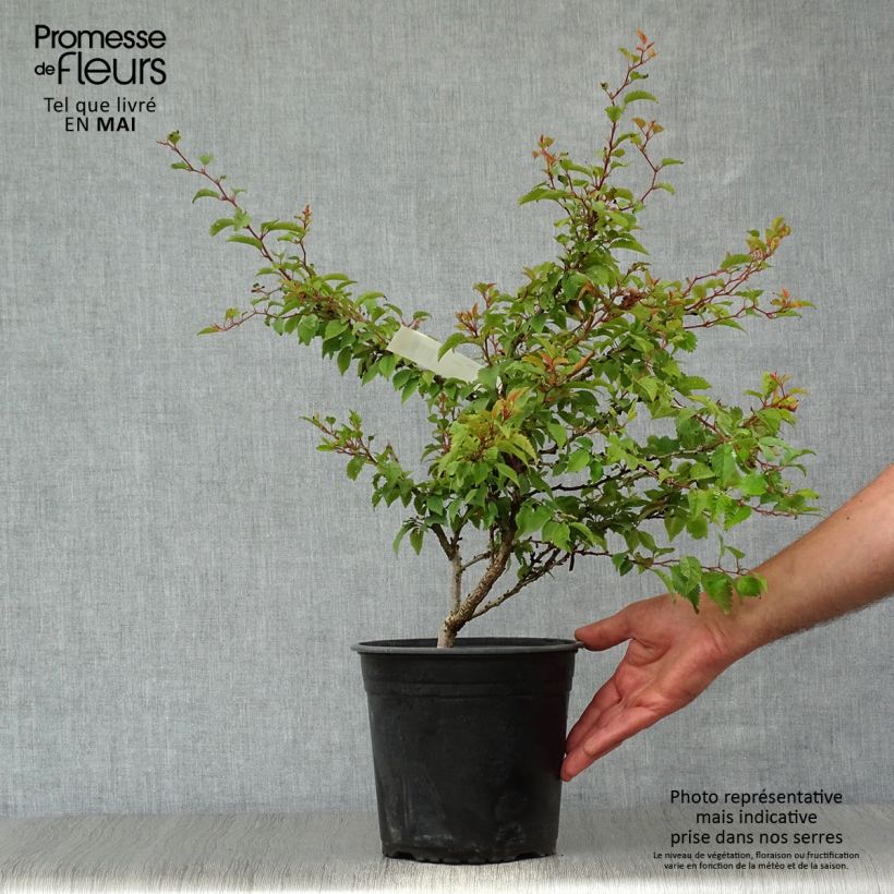 Example of Prunus incisa Kojo no mai - Fuji-kers Pot van 2 l/3 l as you get in printemps