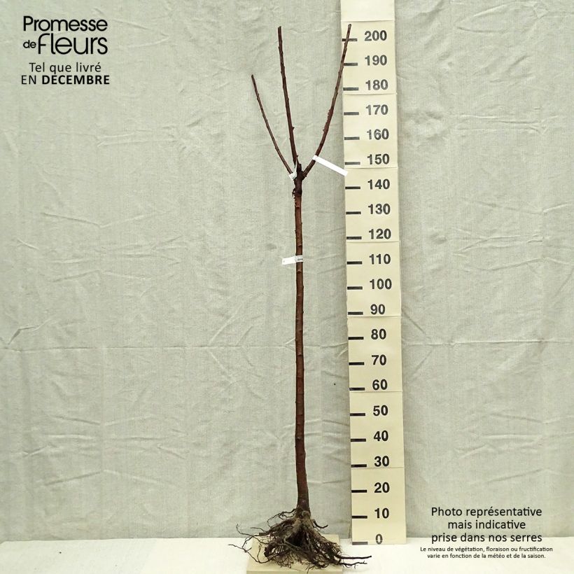 Example of Zoete kers Bigalise (Enjidel) Georges Delbard Naakte wortel, Half-hoge stam as you get in hiver