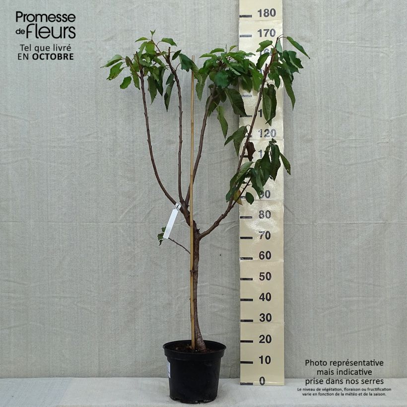 Exemplaar van Zoete kers Bigarreau Burlat Pot van 7,5 l/10 l, Kelkvormig zoals geleverd in de herfst
