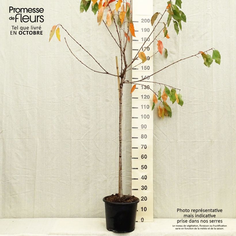 Exemplaar van Zoete kers Duivenhart Pot van 7,5 l/10 l, Half-hoge stam zoals geleverd in de herfst