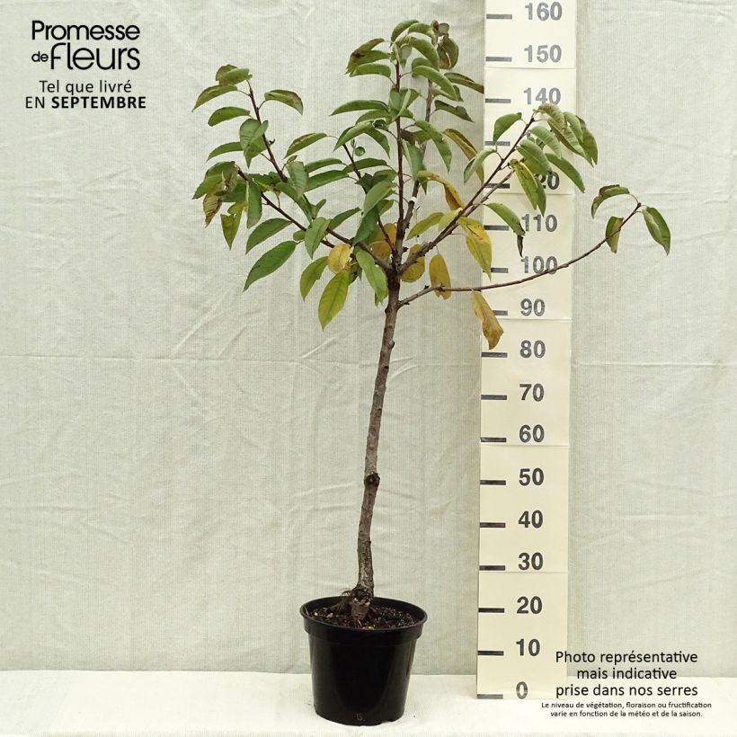 Exemplaar van Zuilvormige kers Sylvia Pot van 7,5 l/10 l, Kelkvormig zoals geleverd in de herfst