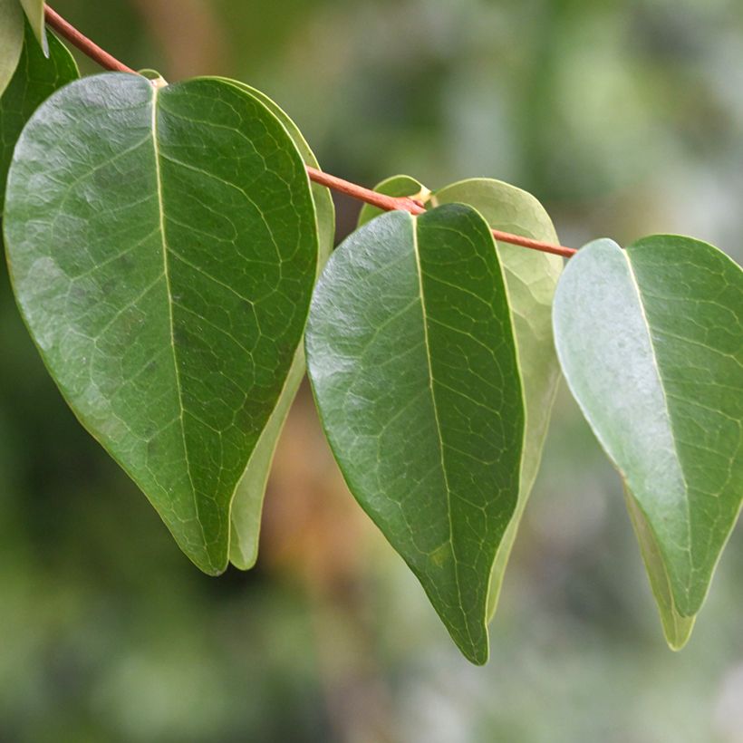 Eugenia uniflora - Surinaamse kers (Blad)