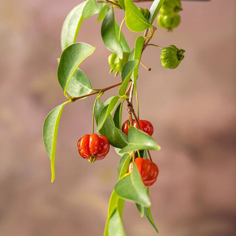 Eugenia uniflora - Surinaamse kers (Oogst)