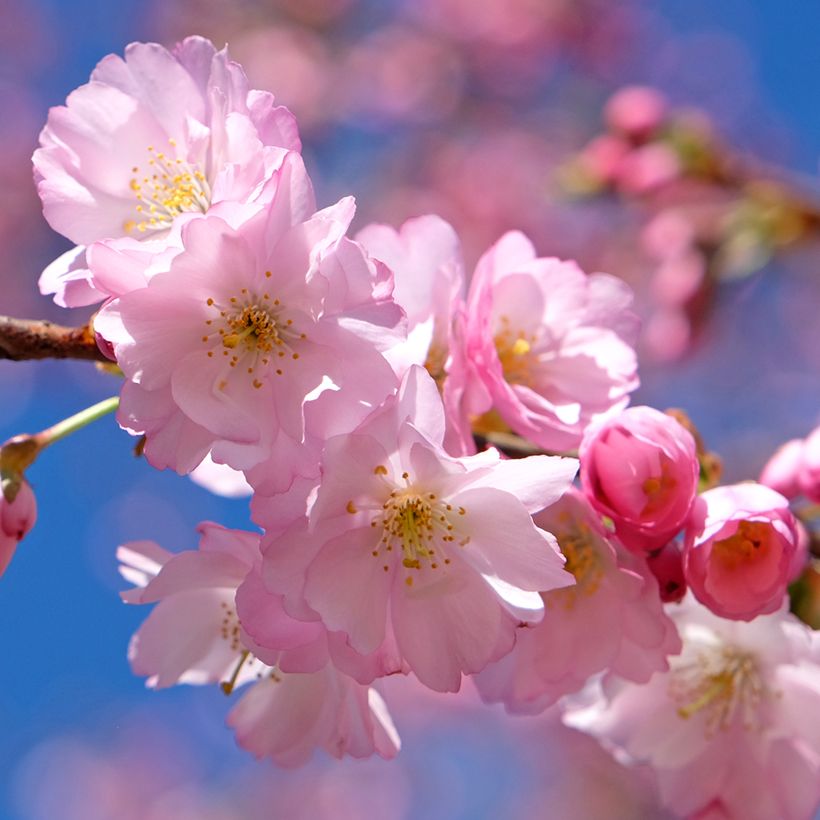 Prunus Accolade - Japanse sierkers (Bloei)