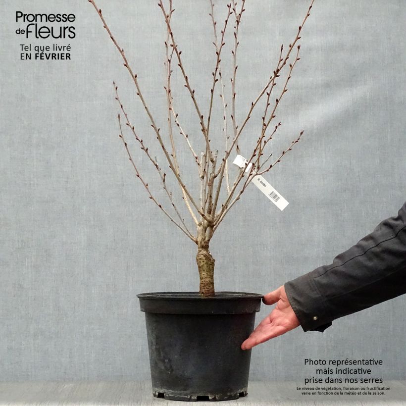Exemplaar van Prunus serrulata Kanzan - Japanse sierkers Pot van 7,5 l/10 l zoals geleverd in de winter