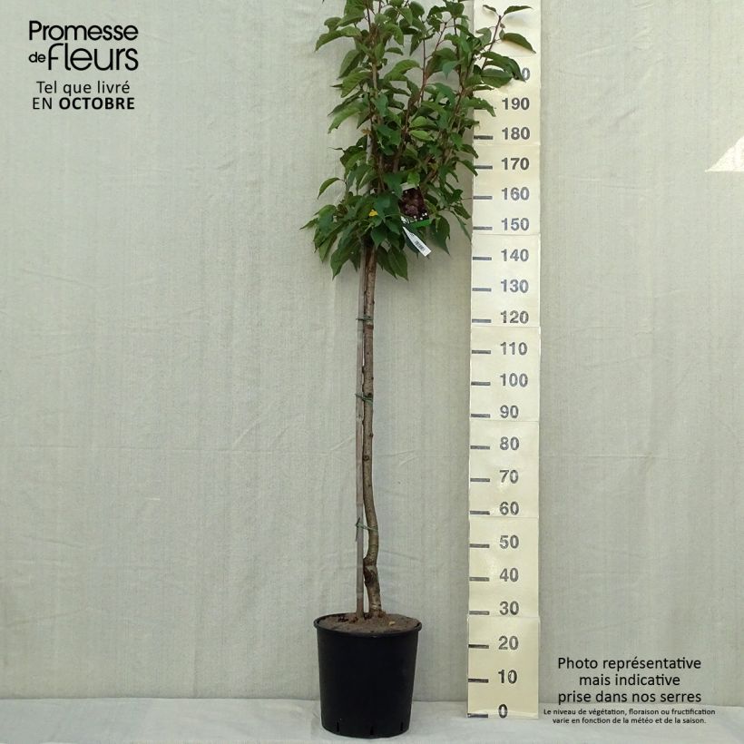 Exemplaar van Prunus serrulata Kanzan - Japanse sierkers Pot van 7,5 l/10 l, Stengel zoals geleverd in de herfst