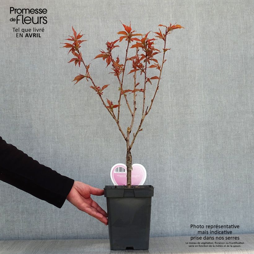 Exemplaar van Prunus serrulata Kanzan - Japanse sierkers Pot van 4 l/5 l, Struik zoals geleverd in de lente