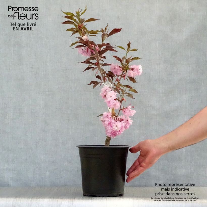 Example of Prunus serrulata Royal Burgundy - Japanse sierkers Pot van 4 l/5 l as you get in printemps