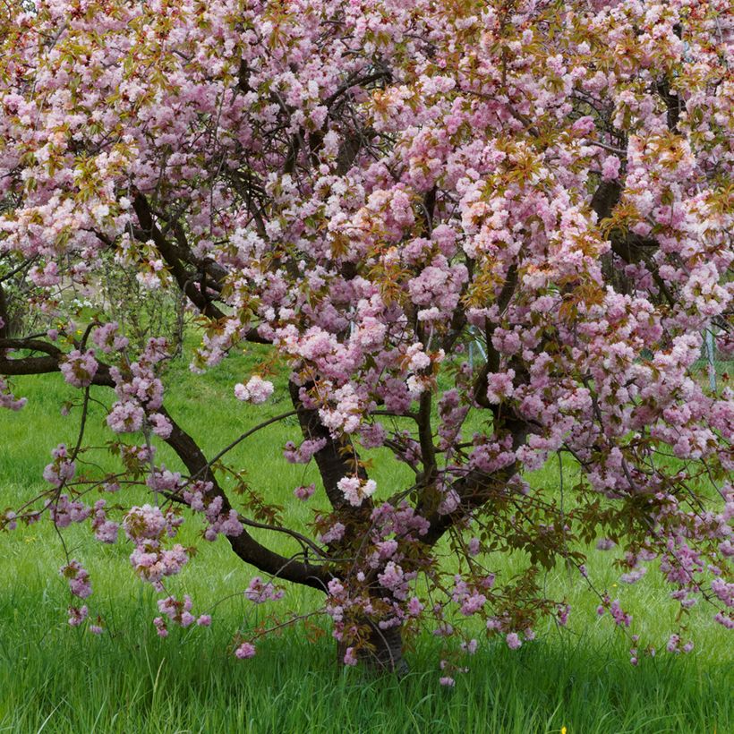 Prunus serrulata Royal Burgundy - Japanse sierkers (Groeiplaats)