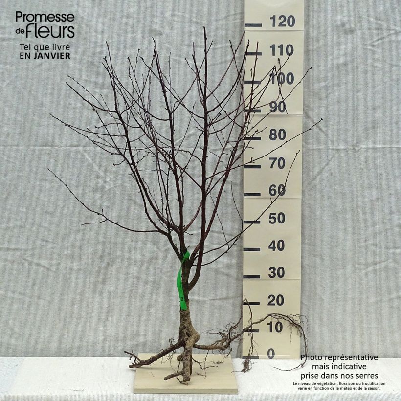 Example of Dwergkers Cherry Baby Fruitality® Naakte wortel, Onderstam as you get in hiver