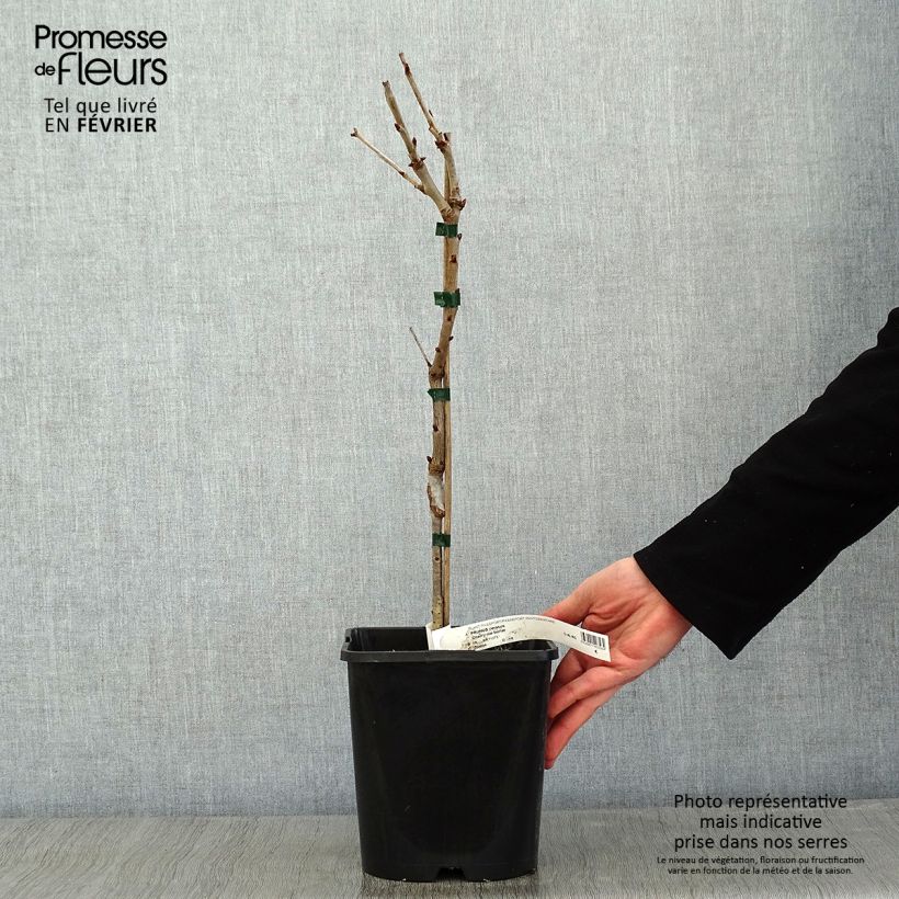Exemplaar van Dwergkers Fruit Me Cherry Me Pot van 4 l/5 l, Dwerg zoals geleverd in de winter
