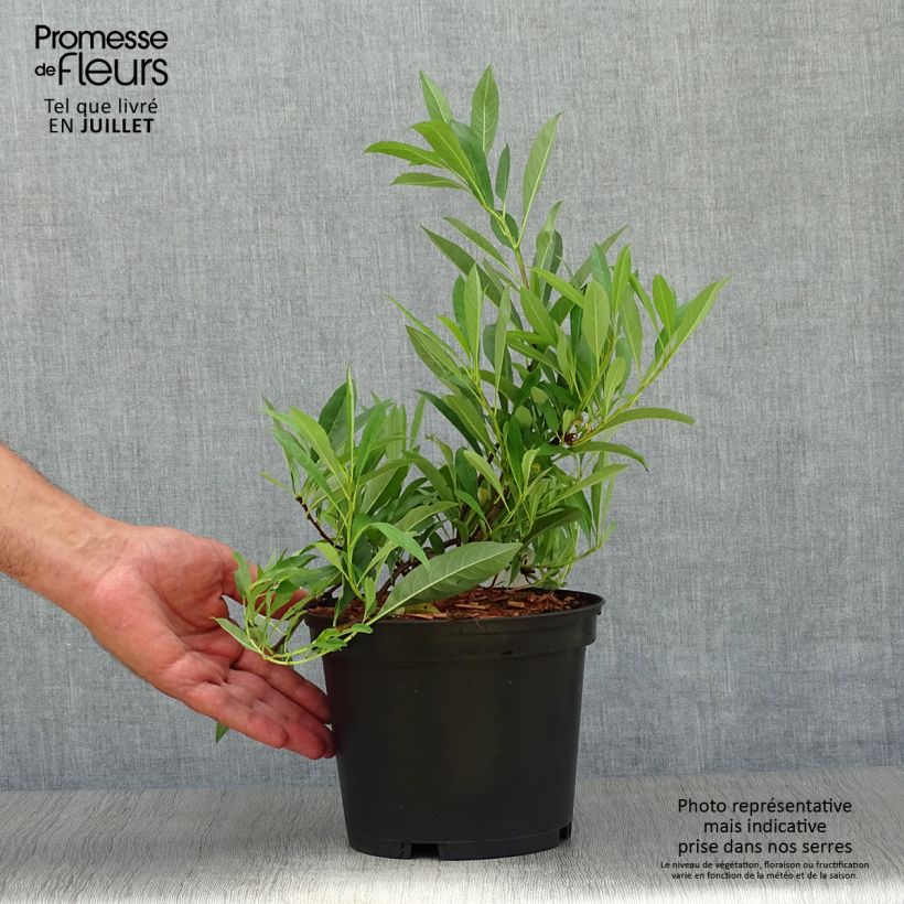 Exemplaar van Prunus pumila Depressa - Zandkers Pot van 2 l/3 l zoals geleverd in de zomer