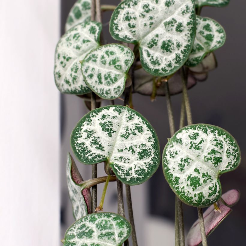 Ceropegia woodii - Chinees lantaarnplantje (Blad)