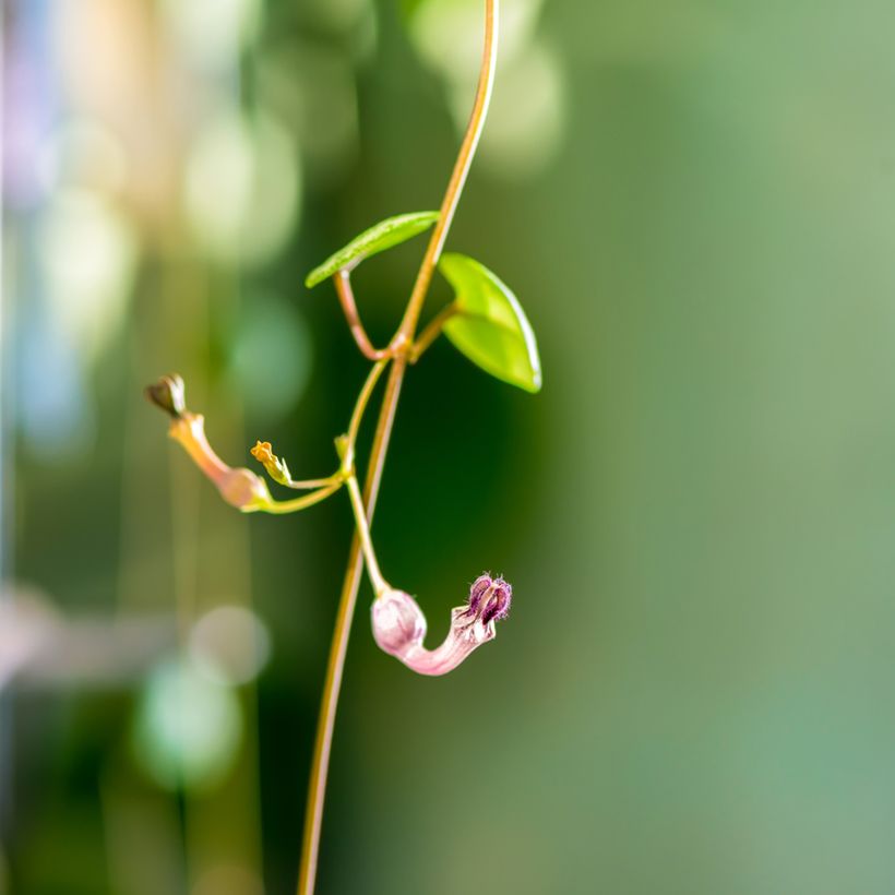 Ceropegia woodii - Chinees lantaarnplantje (Bloei)