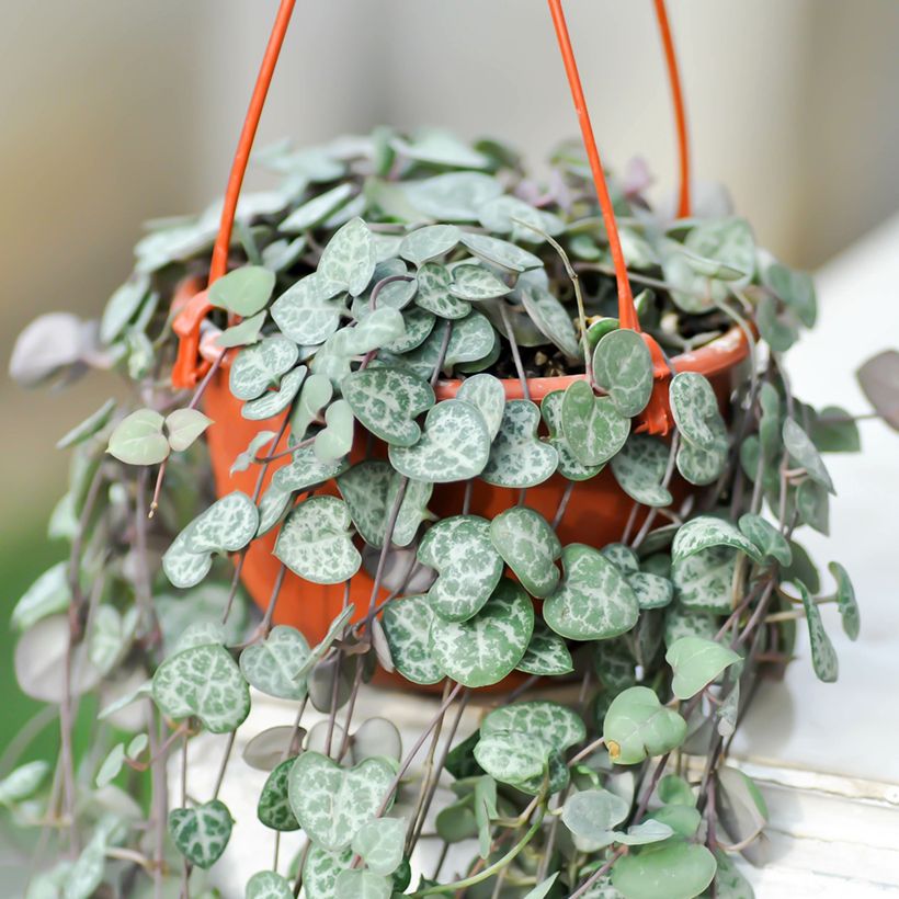 Ceropegia woodii - Chinees lantaarnplantje (Groeiplaats)